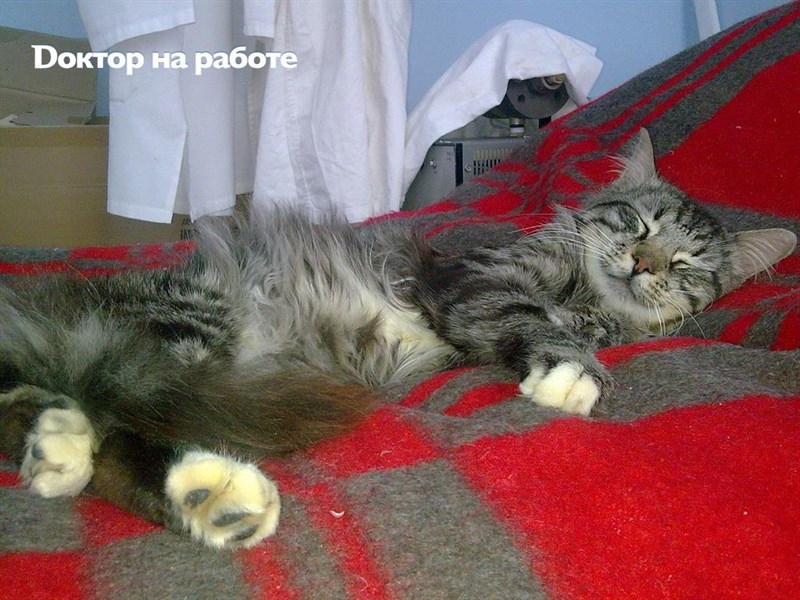 Поговорим о кошках38