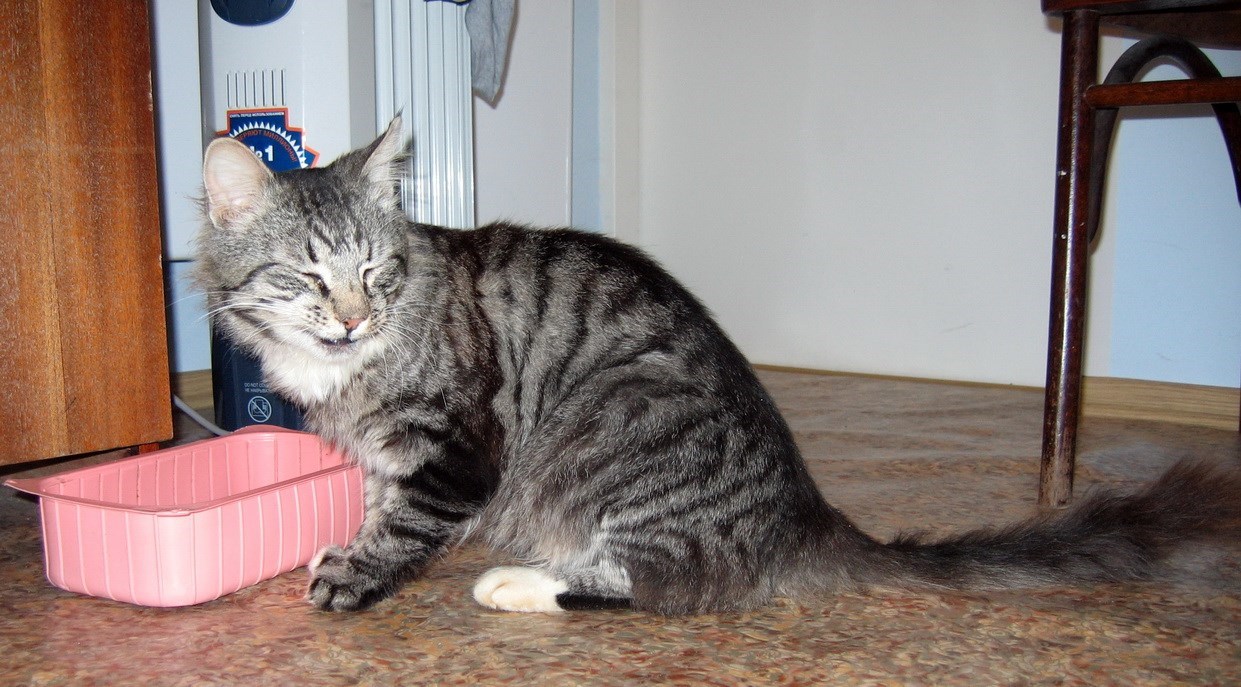 Кошки в нашей жизни. Кошки и все, что с ними связано.