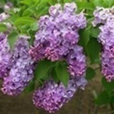 Халипова Мария Андреевна