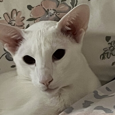 Лямина Марина Витальевна