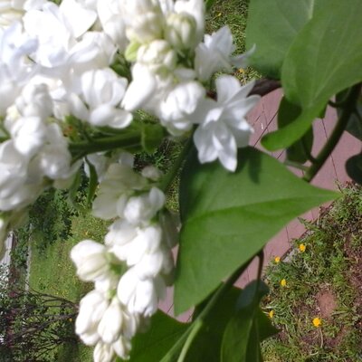 Вишневская Елена Николаевна
