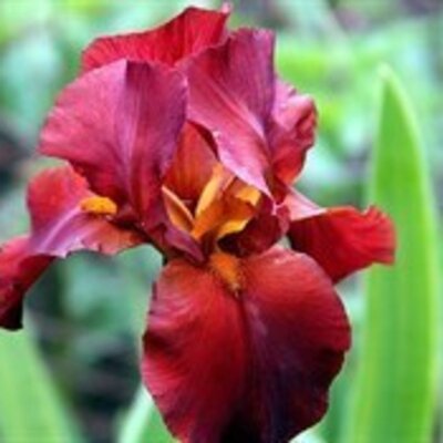 Станиловская Елена Алексеевна