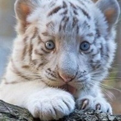 Виниченко Валентина Николаевна