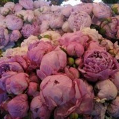 Иванова Полина Игоревна