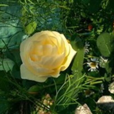 Тихонова Юлиана Алексеевна