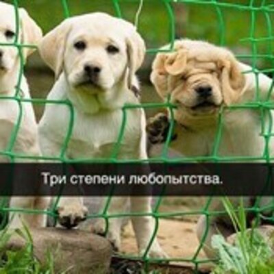 Ситников Алексей Павлович