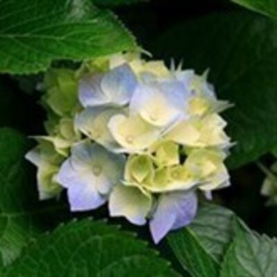Суворова Мария