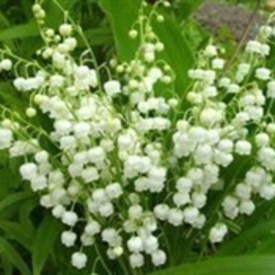 Прокопец Ирина Геннадиевна