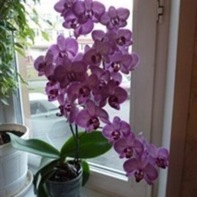 Мухамадеева Олеся