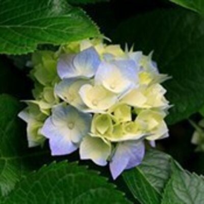 Камаева Елена Георгиевна