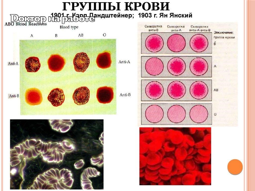 Группа крови фото