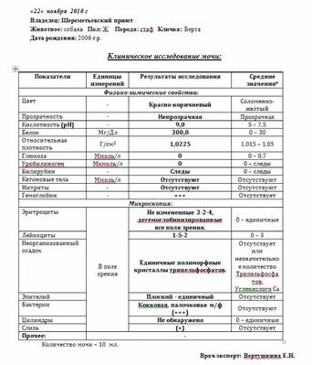 Общий анализ мочи собаки. Общий анализ мочи собаки норма расшифровка. Показатели мочи у собак расшифровка норма. Расшифровка анализов мочи у собак норма и расшифровка. Химический анализ мочи у собаки.