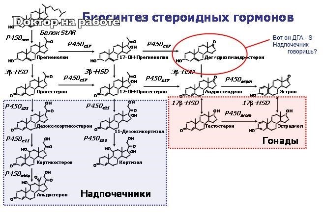 Участвуют в синтезе гормонов