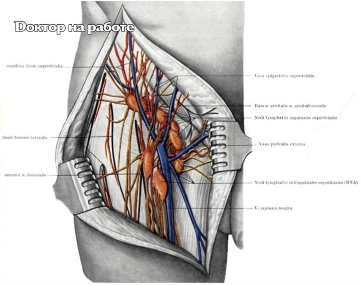 Где находятся паховые лимфоузлы. Поверхностные паховые лимфатические узлы. Глубокие паховые лимфатические узлы. Паховая Вена у мужчин анатомия. Паховые лимфоузлы анатомия.