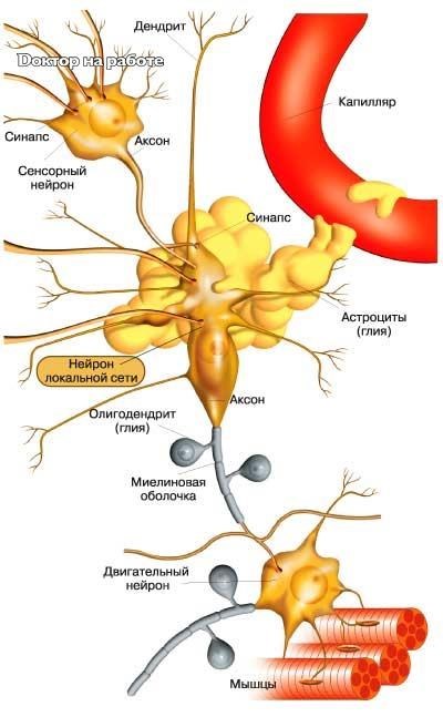 Нейрон мышца. Нервная ткань Нейроны и нейроглия. Нейрон и нейроглия строение. Нейрон, Аксон, астроциты. Нейроны и глиальные клетки.